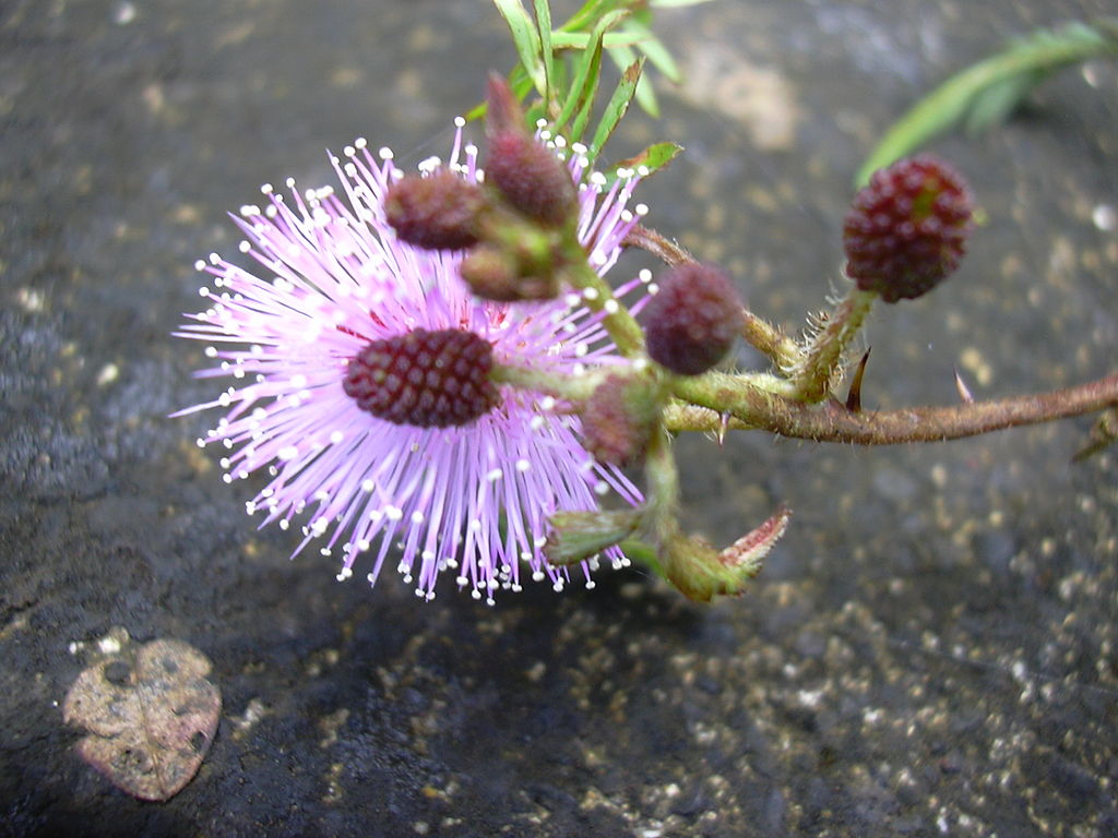 Mimosa pudica