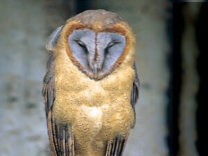 Hispaniola-Schleiereule