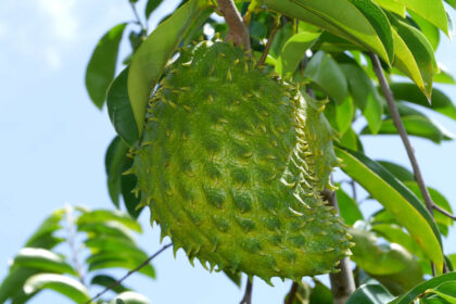 Stachelannone – Annona muricata