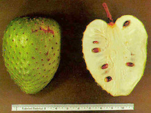 Fruchtfleisch der Stachelannone