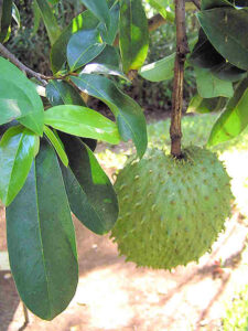 Stachelannone – Annona muricata – auch Sauersack genannt