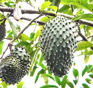Die Stachelannone wächst als immergrüner Baum, der Wuchshöhen von 8 bis 12 Meter erreicht