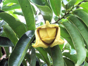 Blüte der Stachelannone