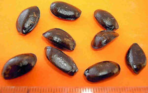 Samen der Stachelannone