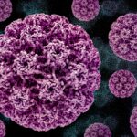 Papillomavirus